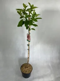 hortensja-bukietowa-vanilla-fraise-na-pniu-90-130cm-duza-sadzonka-piekna