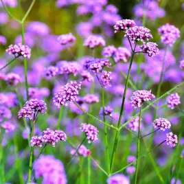 werbena-patagonska-purple-tower-sadzonka-bardzo-dlugo-kwitnie-fioletowa