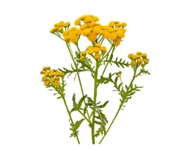 equiherbs-ziola-dla-koni-wrotycz-pospolity-papierowa-torba-1-kg