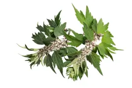 equiherbs-ziola-dla-koni-serdecznik-pospolity-ziele-papierowa-torba-1-kg