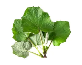equiherbs-ziola-dla-koni-podbial-opakowanie-papierowa-torba-1-kg