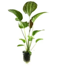 echinodorus-red-rock-koszyk-wysoka-roslina-do-akwarium
