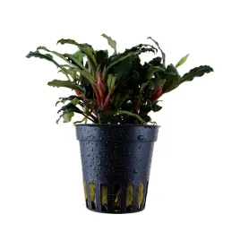 bucephalandra-red-mini-roslina-do-akwarium-koszyk