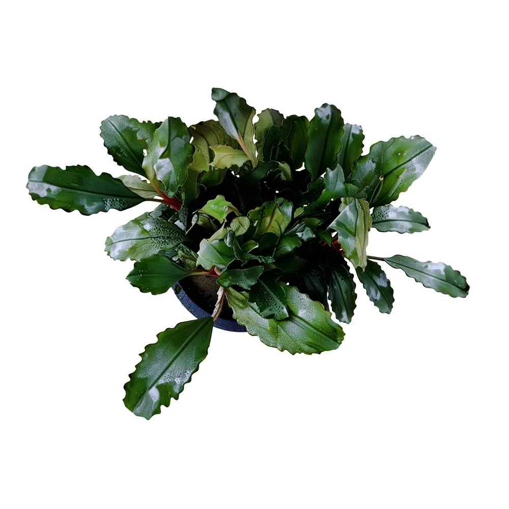 bucephalandra-red-mini-roslina-do-akwarium-koszyk