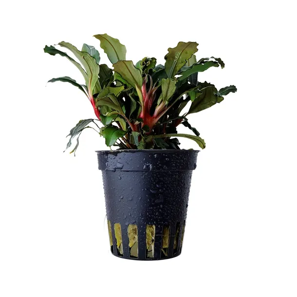 bucephalandra-red-mini-roslina-do-akwarium-koszyk-wysokosc-minimalna-2-cm