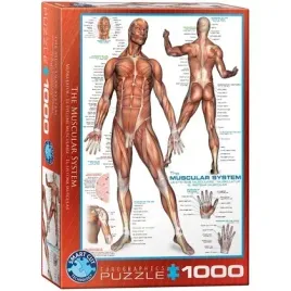 puzzle-1000-the-muscular-system-6000-2015-eurographics