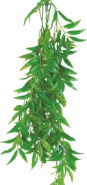 roslina-wystroj-terrarium-ficus-longifolia-50cm