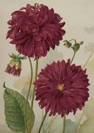 karnet-st499-b6-koperta-dalia-fioletowa