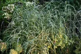 miskant-chinski-zebrinus-miscanthus-sinensis-roslina-w-postaci-sadzonka-w-pojemniku-1-2l