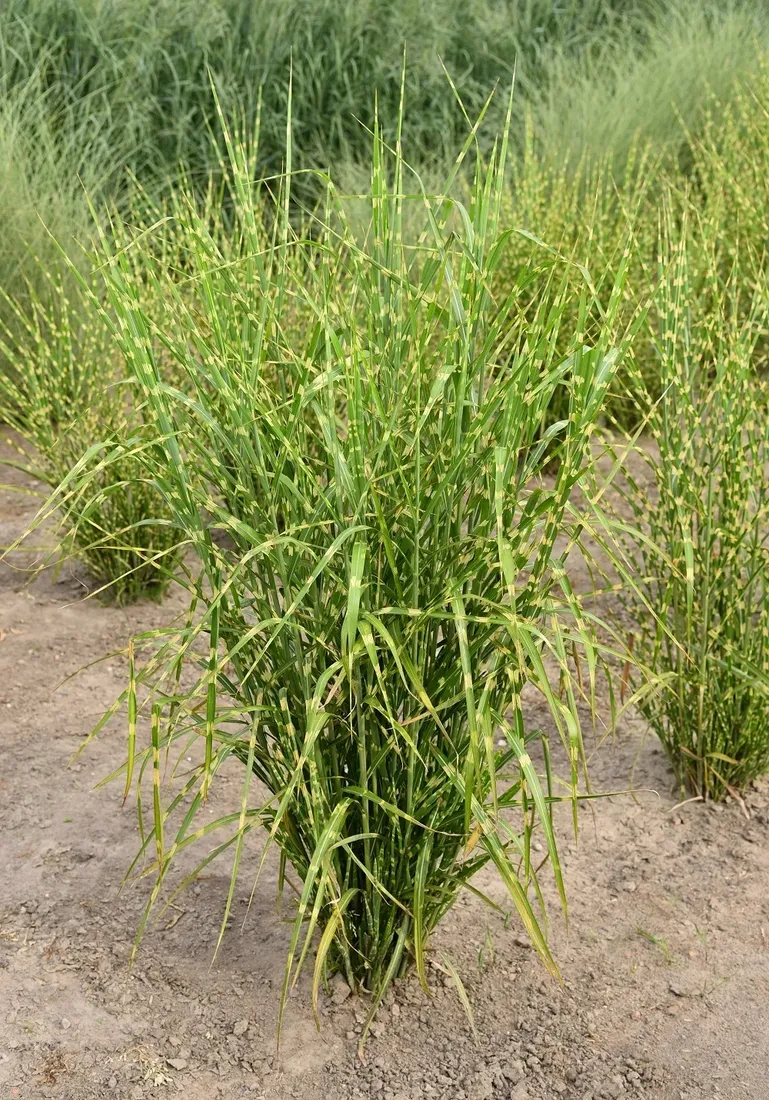 miskant-chinski-zebrinus-miscanthus-sinensis