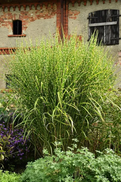 miskant-chinski-zebrinus-miscanthus-sinensis-producent-greenflora