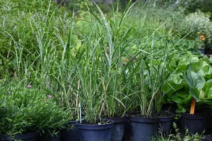 miskant-chinski-zebrinus-miscanthus-sinensis-roslina-w-postaci-sadzonka-w-pojemniku-1-2l-cechy-charakterystyczne-lubiace-slonce-proste-w-pielegnacji