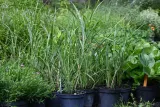miskant-chinski-zebrinus-miscanthus-sinensis-roslina-w-postaci-sadzonka-w-pojemniku-1-2l-cechy-charakterystyczne-lubiace-slonce-proste-w-pielegnacji