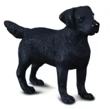 pies-labrador-collecta