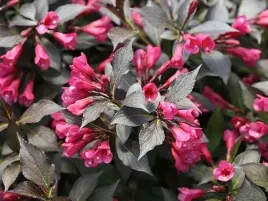 krzewuszka-wine-andamp-roses-aleksandra-or-dzwonkowate-kwiaty-sadzonki-c5