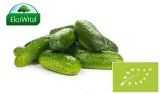 ogorek-gruntowy-bio-1-kg-
