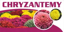 baner-reklamowy-chryzantemy-2-100x200-cm