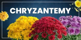 baner-reklamowy-chryzantemy-1-100x200-cm