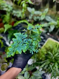 selaginella-willdenowii-opalizujaca-roslina-do-terrarium-tropikalnego-or-par