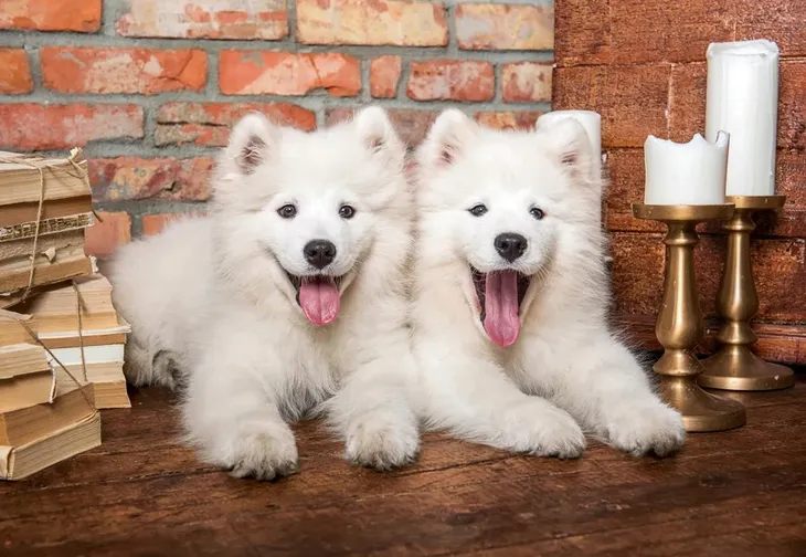 PUZZLE 1000 UKŁADANKA ZWIERZĘTA PSY PIESKI SZCZENIAKI SAMOJED 9+ CASTOR