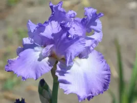 irys-brodkowy-fioletowy-kosaciec-fragrance-lillac-piekne-kwiaty