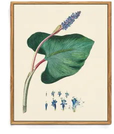 obraz-na-plotnie-2520-cm-pontederia-z-drewniana-rama-mhartk66