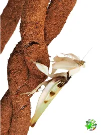 am-amazoonia-tropikalna-liana-kokosowa-dla-gekona-kameleona-15cm-200cm