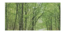 folia-okienna-forest-45-x-200-cm-zapewniajaca-prywatnosc-dtkie-wzor-lesny