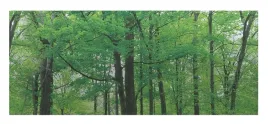 folia-okienna-dktie-prywatyzujaca-statyczna-matowa-44-5200-cm-drzewa