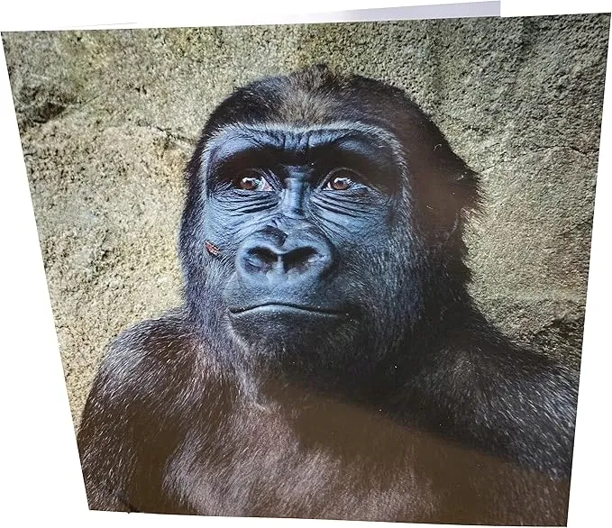 Kartka urodzinowa kwadratowa GORYL, Maturi Gorilla z kopertą