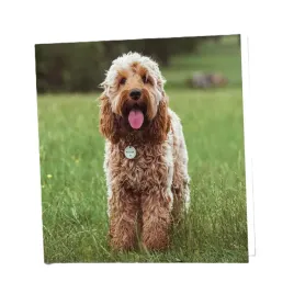 kartka-okolicznosciowa-1717cm-z-koperta-pusta-maturi-prezent-cockapoo