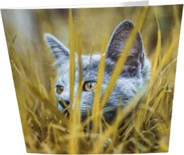 kartka-urodzinowa-happy-cat-155155-cm-z-koperta-pusta-ekologiczna