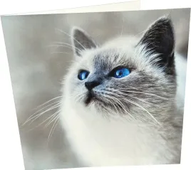 kartka-urodzinowa-happy-cat-155155-cm-z-koperta-pusta-ekologiczna