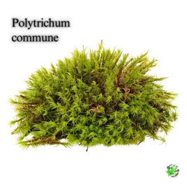 terrarium-treasure-zywy-mech-gwiazdkowy-do-terrarium-13-x-135-x-4-cm