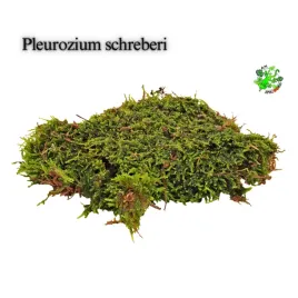 terrarium-treasure-zywy-mech-plaski-do-terrarium-20-x-205-x-55-cm