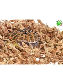 mech-torfowiec-spagnum-sphagnum-dla-zaby-do-ukorzeniania-roslin-150-g
