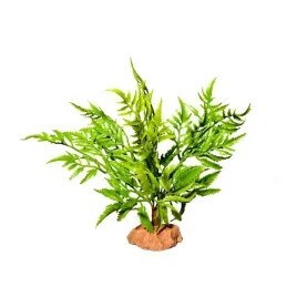 terra-natura-roslina-pustynna-stojaca-do-terrarium-24-cm