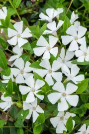 barwinek-pospolity-alba-vinca-minor