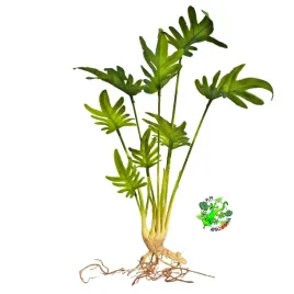 am-amazoonia-philodendron-z-korzeniami-wystroj-terrarium-filodendron-47cm