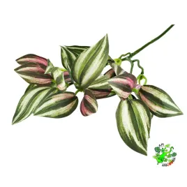 am-amazoonia-trzykrotka-odcien-rozowy-wystroj-terrarium-32-cm