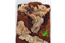 kora-debu-korkowego-drobne-scinki-platy-do-15cm-detailing-do-terrarium-1kg