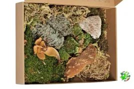 am-amazoonia-mix-mchow-platy-zywy-mech-do-terrarium-duze-opakowanie