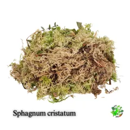 terrarium-treasure-sphagnum-cristatum-zywy-mech-torfowiec-100g-10percent-gratis