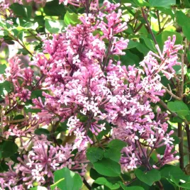 lilak-flowerfesta-pink-bez-meyera-rozowy-pachnacy-powtarza-kwitnienie-3l-c3