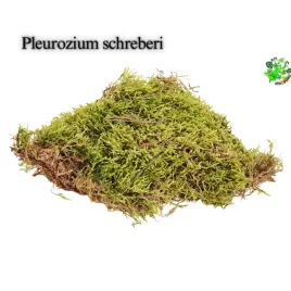 terrarium-treasure-zywy-mech-plaski-do-terrarium-145-x-135-x-4-cm