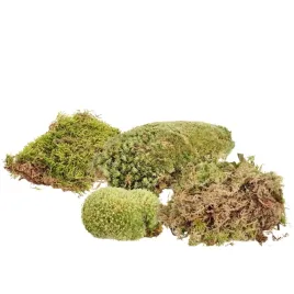 am-amazoonia-mix-mchow-platy-zywy-mech-do-terrarium-22-x-205-x-5-cm