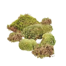 am-amazoonia-mix-mchow-zywy-mech-do-terrarium-duze-opakowanie