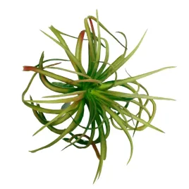 am-amazoonia-sztuczna-oplatwa-tillandsia-gesta-do-terrarium-19-cm