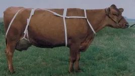 siatka-na-wymiona-roz-xl-1579060418