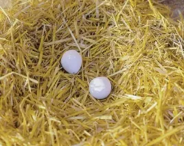 sztuczne-jaja-2-szt-vv73004